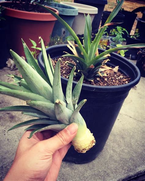How To Grow A Pineapple Top From The Grocery Store — Sage Garden Theory