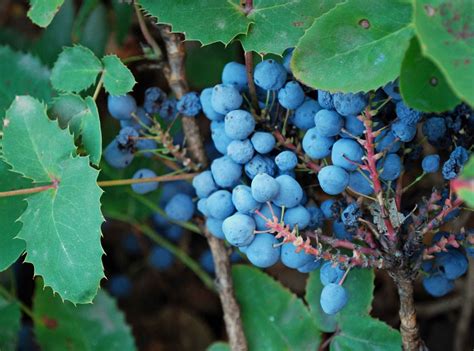 Buy Tall Oregon Grape Seeds Canada Metchosin Farm