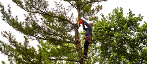 Our isa certified master arborist provides the expertise needed to perform expert tree care on your property. Tree Service Georgetown TX | Tree Pruner | Complete Tree Care