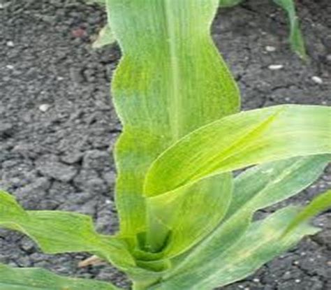 Maize Streak Virus Kenya Plantwiseplus Knowledge Bank