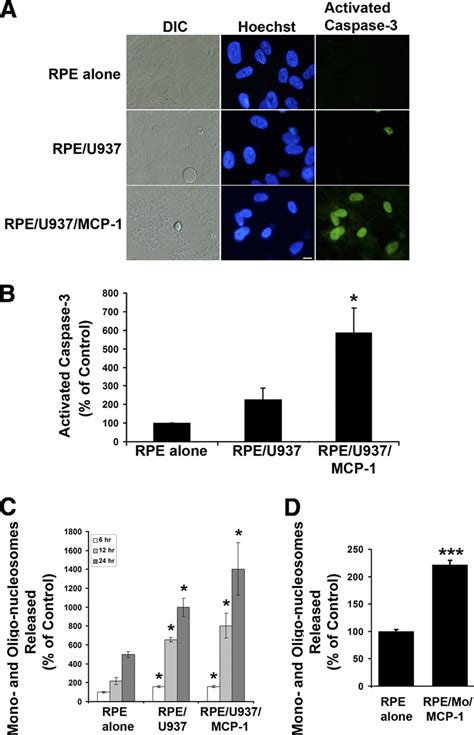 Activated Monocytes Induce Apoptosis In Rpe Cells A Differential