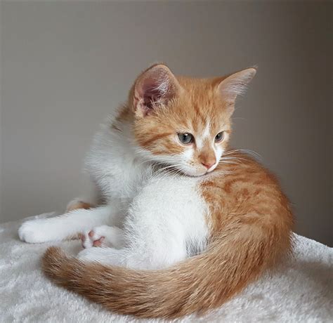 Cute Kitten Breeds List Of Cutest Types Of Kittens Funnypetvideos