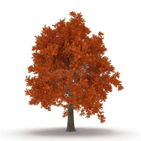 Red Maple Tree Autumn Summer Winter Isolated On White Background 3d