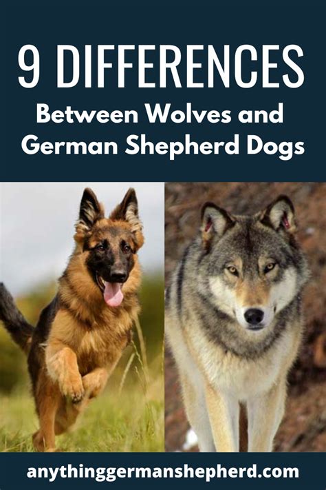 9 Differences Between Wolves And German Shepherd Dogs German Shepherd