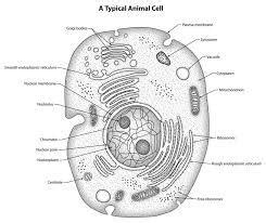 Neat labelled diagram of animal cell and plant cell. Q14 Draw a large diagram of an animal cell as seen through ...