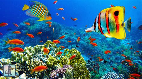 A Stunning Ocean View With Beautiful Coral Reef Fish 🐠 Three Hours Of