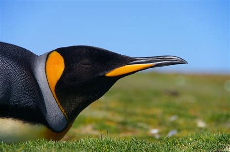 Filefalkland Islands Penguins 49 Wikimedia Commons