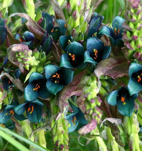 At its brightest it has a yellow undertone and is very close to turquoise, and at its most muted, it more closely resembles a green slate. Amazing Teal Flower from Lotusland | Most beautiful ...