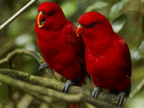 Red Pairs Most Beautiful Birds Beautiful Birds Colorful Birds
