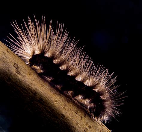 Free Images Prickly Insect Moth Fauna Invertebrate Caterpillar
