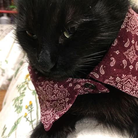 Pin By Suki On Black Cat ️ Cats Cat Hat Black Cat