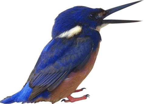 Kingfisher Png Pic Png Mart