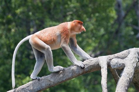 Proboscis Monkey — Kidcyber