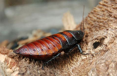 Cucaracha De Madagascar Características Hábitat Alimentación