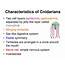 What Are 5 Characteristics Of Cnidarians  Sharedoc