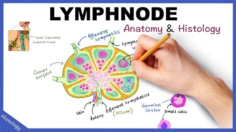 Lymph Node Anatomy And Histology Simplified Lymphatic System Youtube