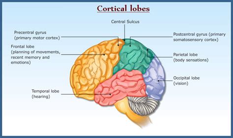 Regions Of Cerebral Hemisphere Frontal Parietal Occipital Lobes