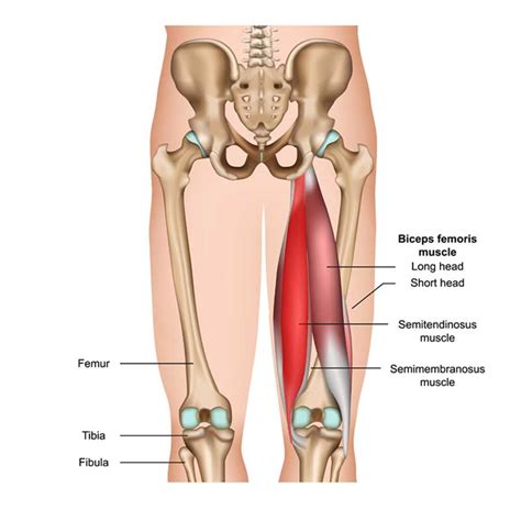 The conjoint tendon is a sheath of connective tissue that attaches the transversus abdominis, the deepest of the four abdominal muscles, to the pelvis. Semitendinosus Anatomy: Origin, Insertion, Action ...
