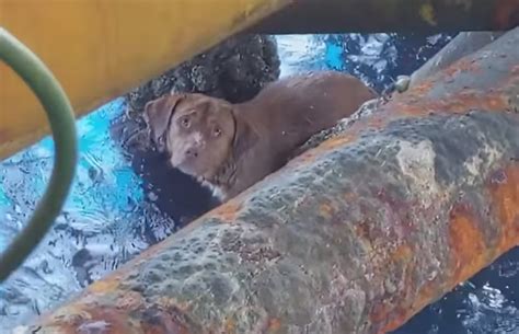 Oil Rig Workers Save Tired Dog Found Swimming Off Coast Of Thailand