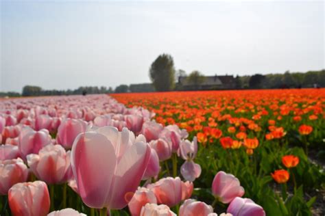 Ver Campos De Tulipanes En Holanda Por Valeria Villalobos