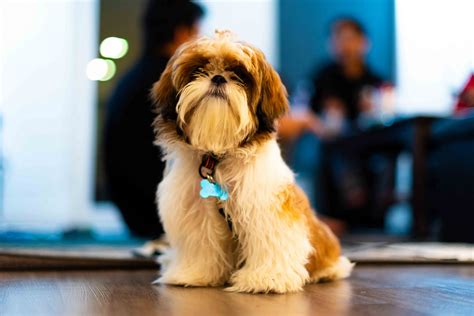 Find and download the best cute puppy pictures from pixabay. Shih Tzu Puppies For Sale | Seattle, WA #318826 | Petzlover