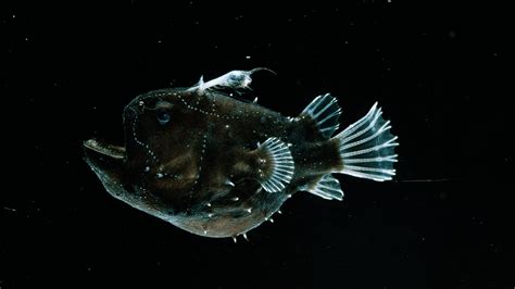 The Bizarre Deep Sea Anglerfish S Mating Process Cgtn