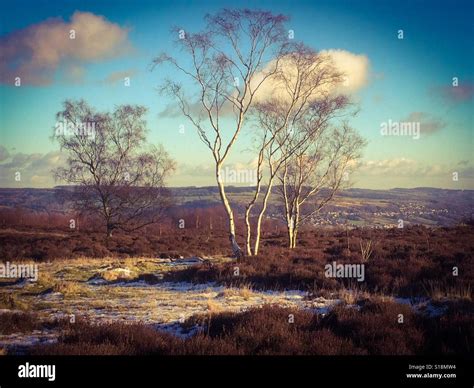 Birch Trees In Winter Hi Res Stock Photography And Images Alamy