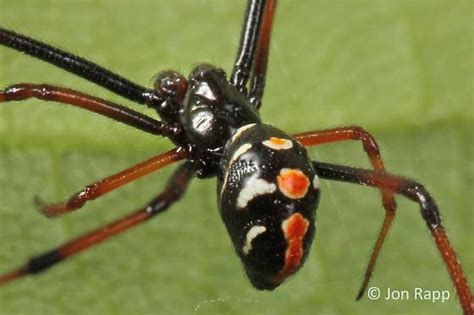 Northern Black Widow Spider Latrodectus Variolus Bugguidenet