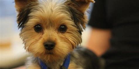 It's also one of the most popular breeds.a small dog with a huge. Pin on Grooming