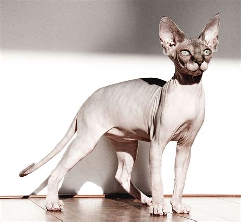 Sphynx Cat Breed Information And Characteristics
