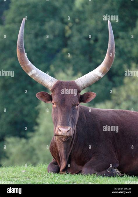 Ankole Watusi Cattle Also Called Ankole Or Watusi Cattle At Uk Safari