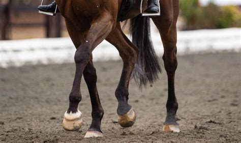 George Williams How Horses Hind Legs Work Horses Leg Work Equines