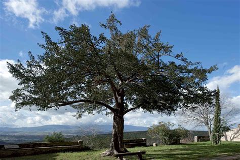 Tasso Tasso Comune Albero Della Morte Ambiente E Biodiversità