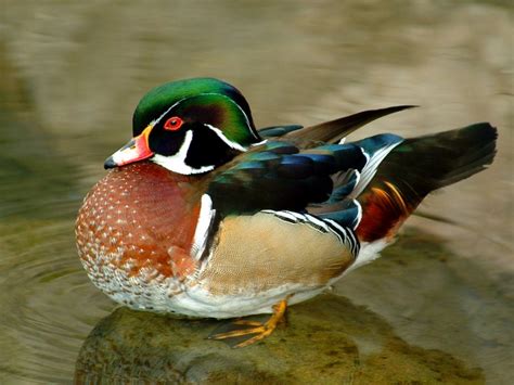 Wood Duck Facts Habitat Diet Call Migration And Pictures