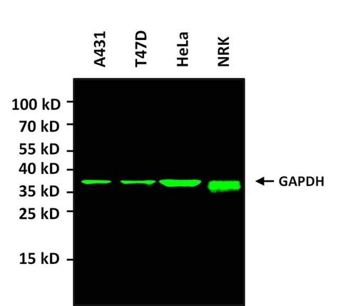 Gapdh Antibodies For Yeast