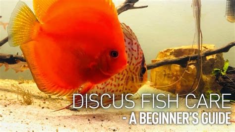 Discus Fish Care A Beginners Guide Discus Fish Fish Care Discus