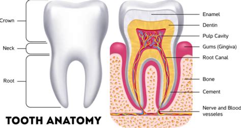 Your Tooths Anatomy Dentist In West Columbia Sc