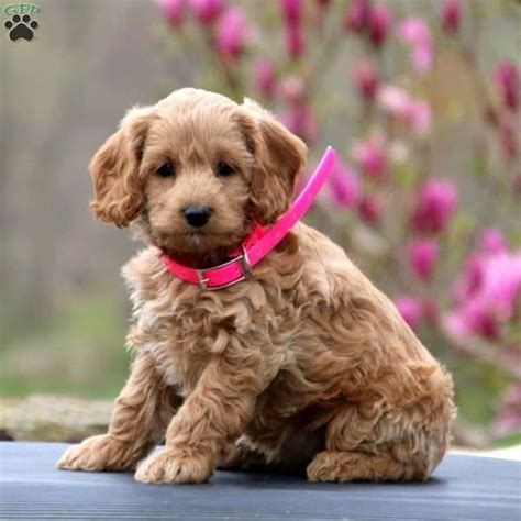 Teacup cockapoo puppies for sale in oregon, or. Tootsie - Cockapoo Puppy For Sale in Pennsylvania ...