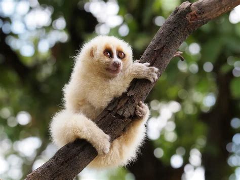 The Cute But Deadly Slow Loris Reserves Its Flesh Rotting Venom For Its