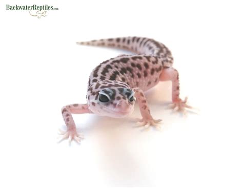 Take this quiz and test your knowledge! Best Pet Reptiles for Beginners