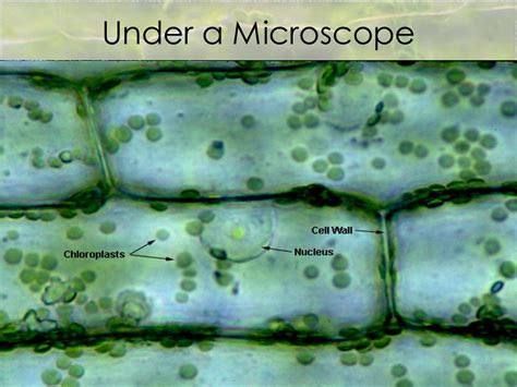 Plant Cell Nucleus Under Microscope