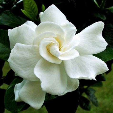 Jasmine Rose Regular Top Perfuming Fragrant Plants Exotic Space