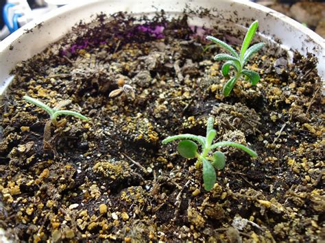 How To Grow Rosemary From Seed The Garden Of Eaden