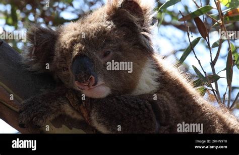 Koala Bear Sad Stock Videos Footage HD And 4K Video Clips Alamy