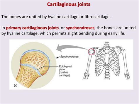 Ppt General Considerations On Bones And Joints Powerpoint Presentation