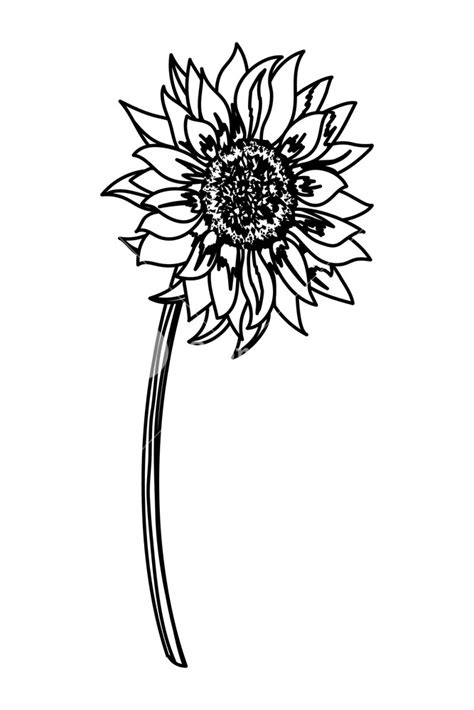 Sunflower Vector Black And White At Collection Of