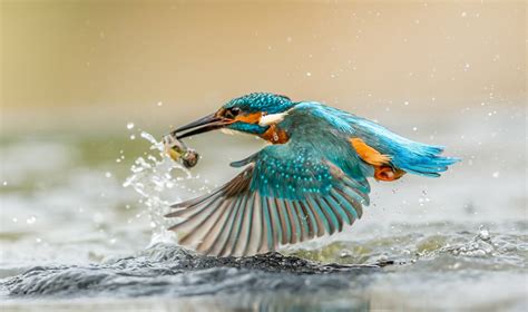 Amazing Fishing And Mating Facts About Kingfisher Birds Pml Daily