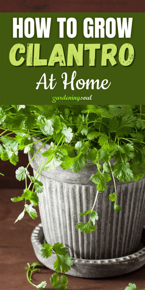 How To Grow Cilantro At Home