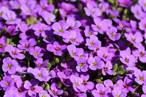 1920x1080 Wallpaper Purple Flowers Peakpx