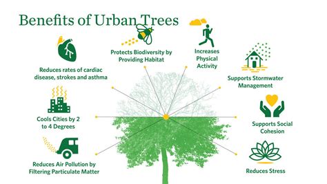 You Can Be A Voice For Healthy Urban Trees — The Nature Conservancy In